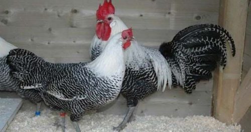 Kỹ thuật nuôi và chăm sóc gà Ai Cập đúng cách