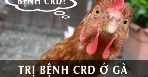 Bệnh CRD ở gà – Cách phòng và trị bệnh