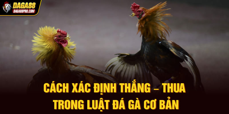 Cách xác định thắng – thua trong luật đá gà cơ bản