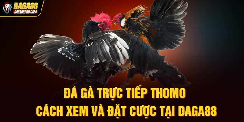 đá gà trực tiếp Thomo
