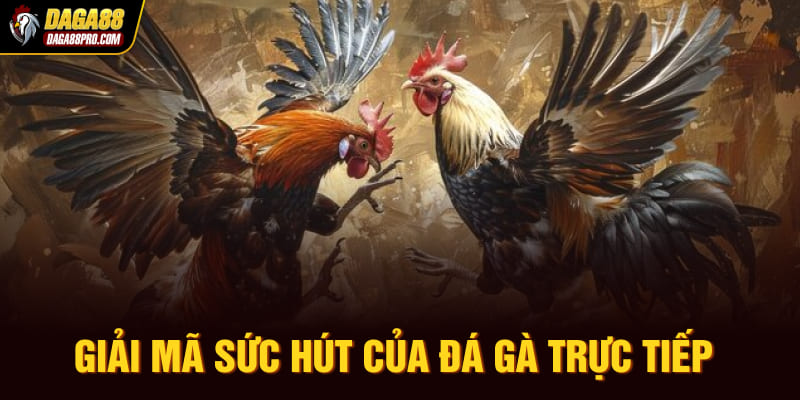 Giải mã sức hút của đá gà trực tiếp