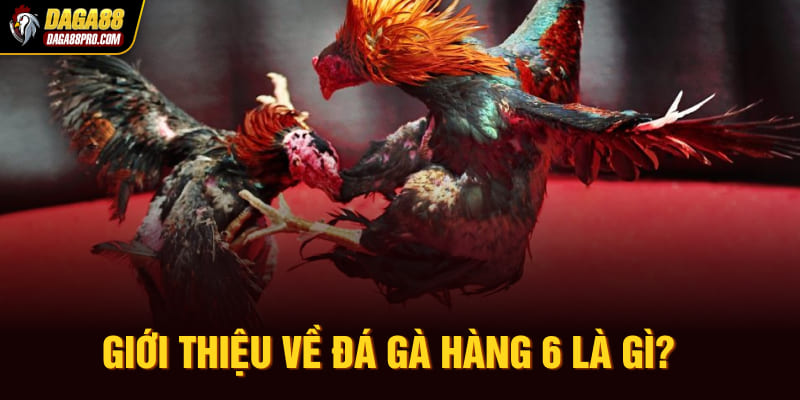 Giới thiệu về đá gà hàng 6 là gì?