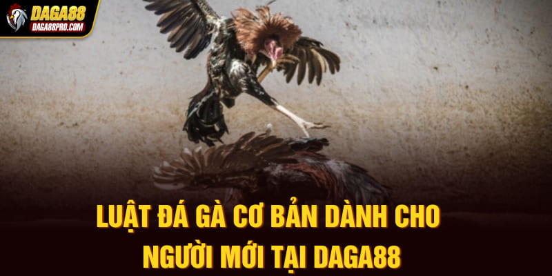 luật đá gà cơ bản