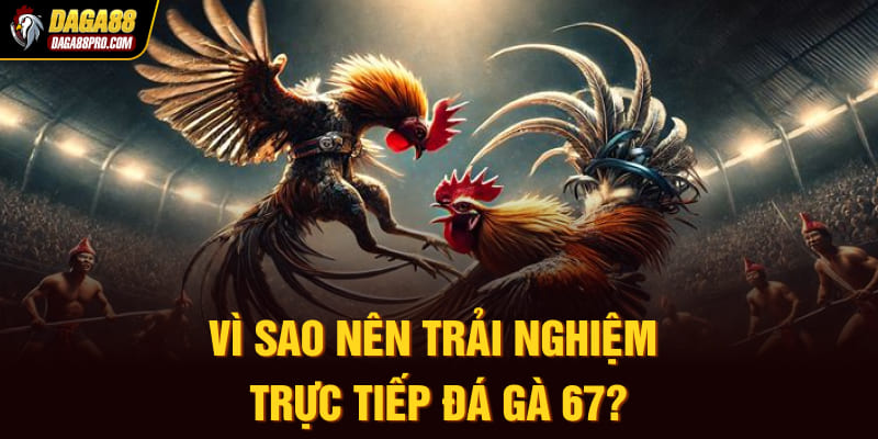 Vì sao nên trải nghiệm trực tiếp đá gà 67?